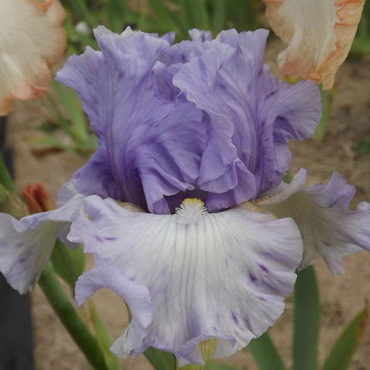 Wishful Thinking - Tall Bearded Iris