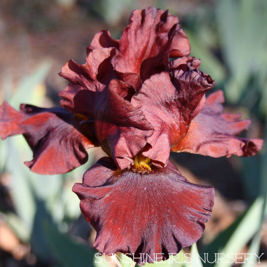 War Chief - Tall Bearded Iris