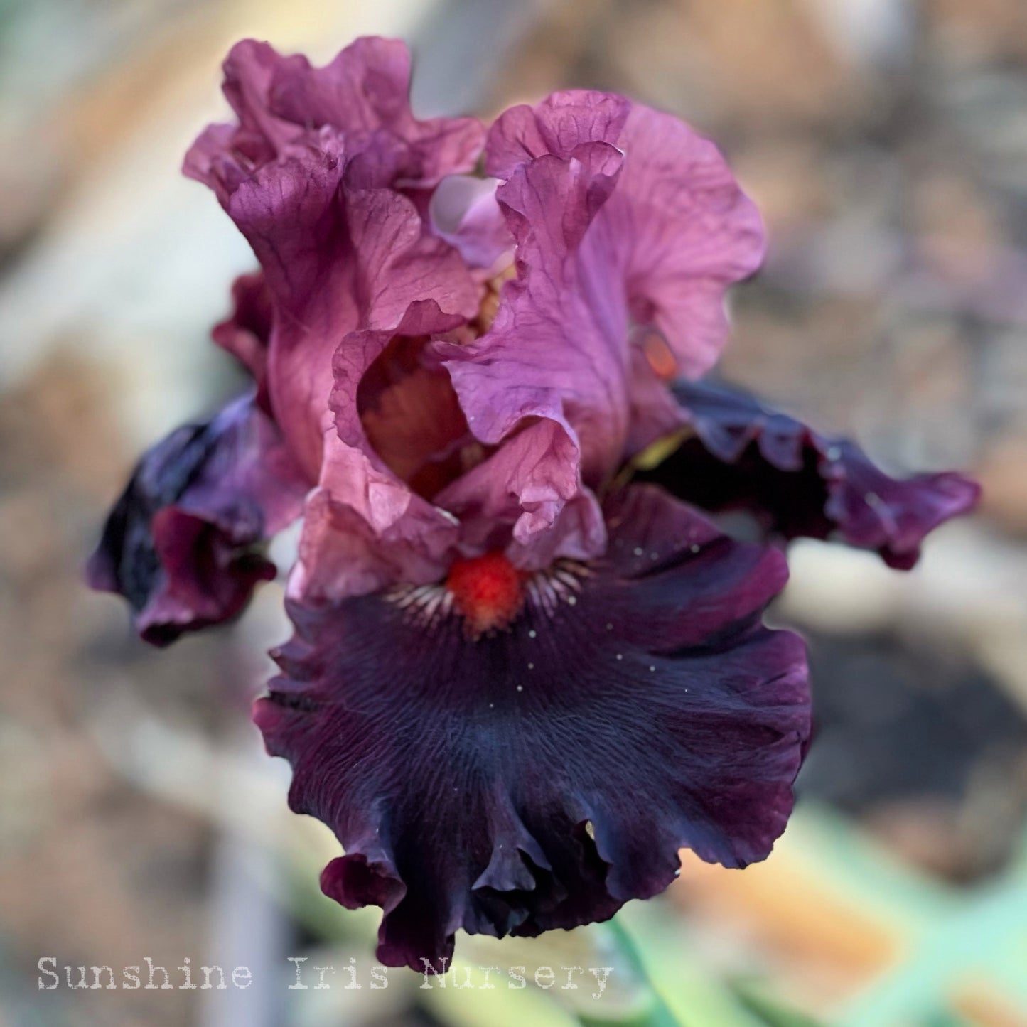 Wearing Rubies - Tall Bearded Iris