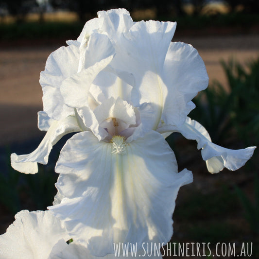 Wedding Vow - Tall Bearded Iris