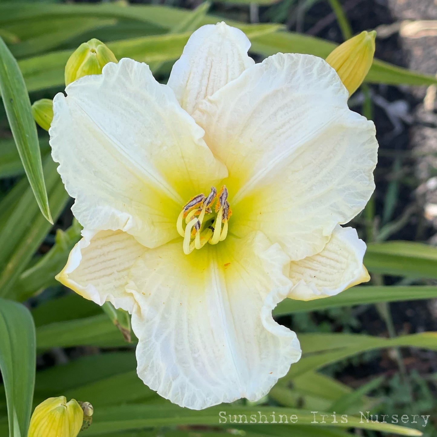 White Tuxedo - Large Daylily