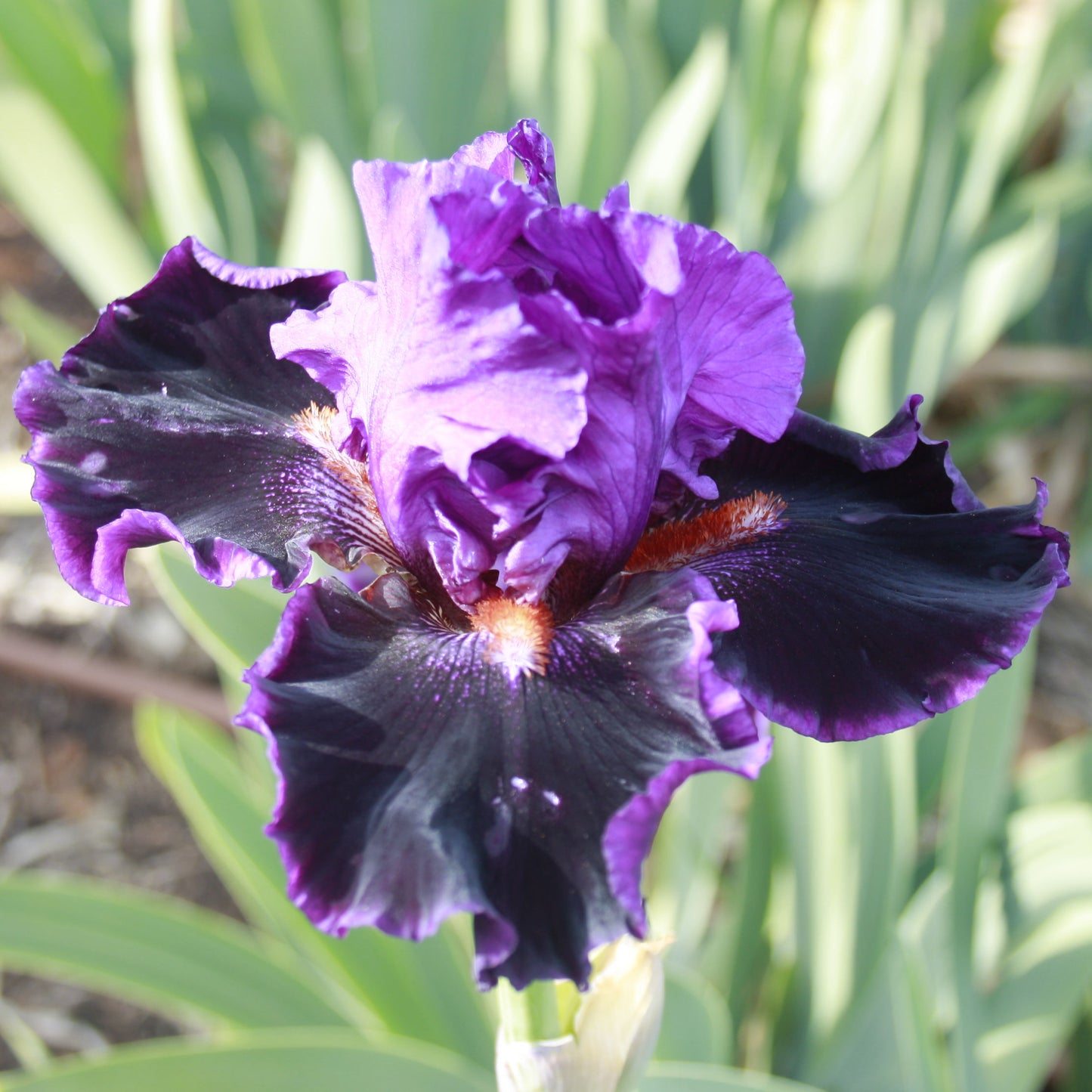 Who's Your Daddy - Tall Bearded Iris