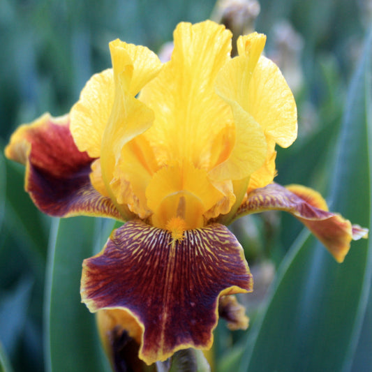 Whoop 'Em Up - Median Bearded Iris
