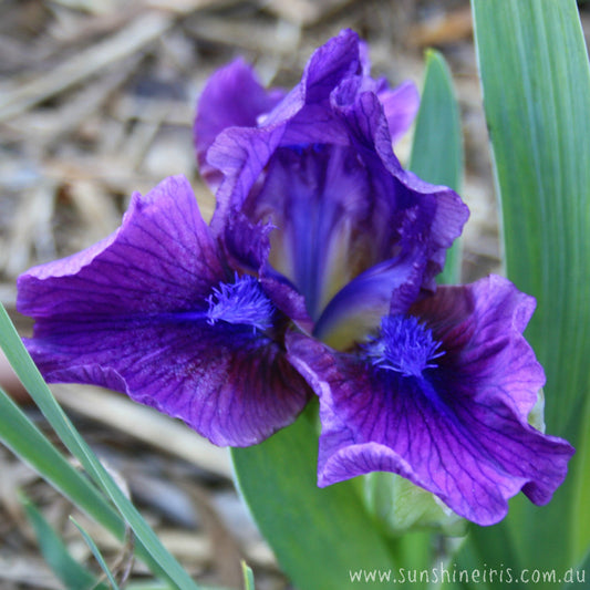 Wild Ruby - Dwarf Bearded Iris