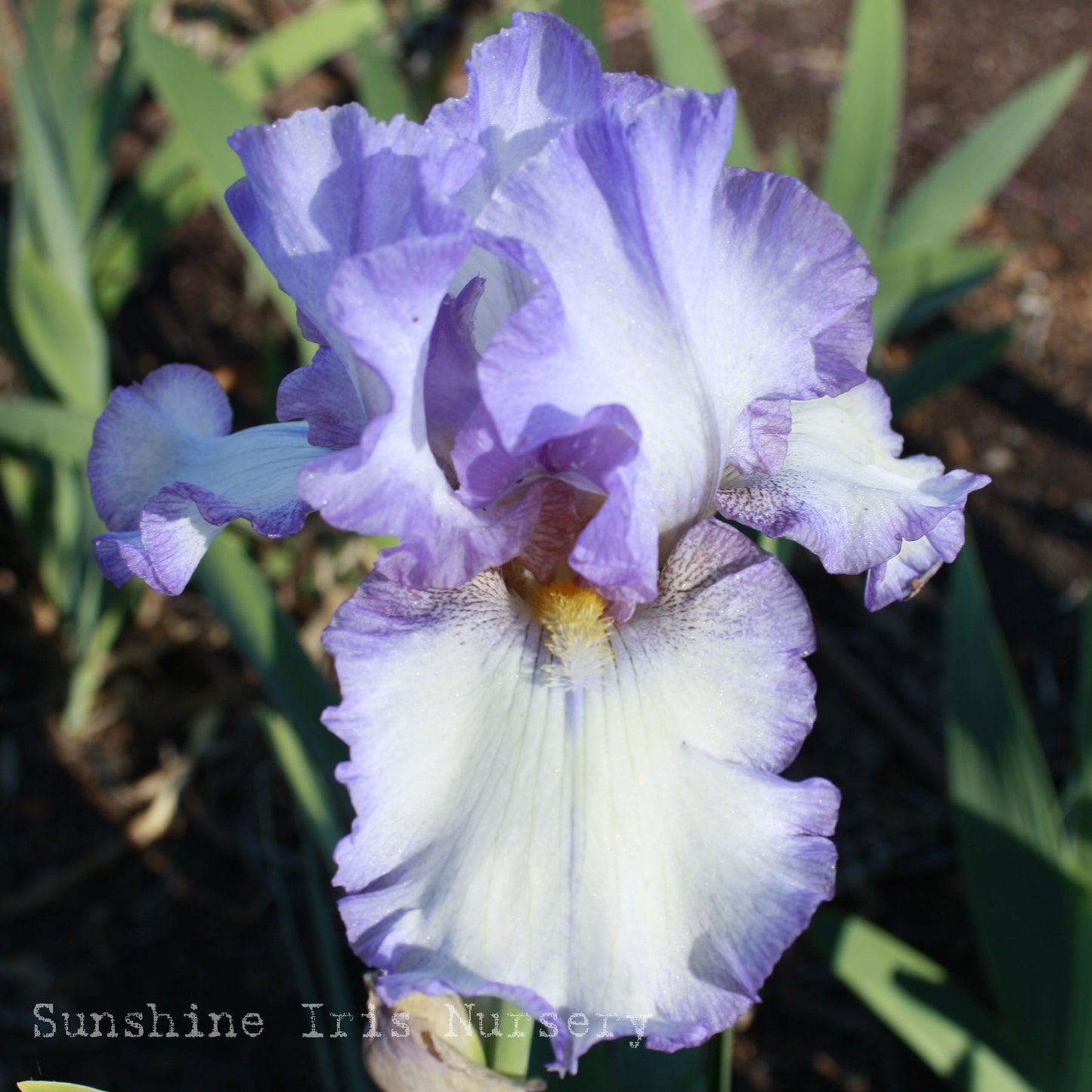 Willandra - Tall Bearded Iris