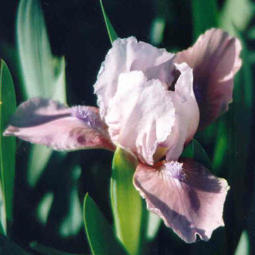 Wine Light - Dwarf Bearded Iris