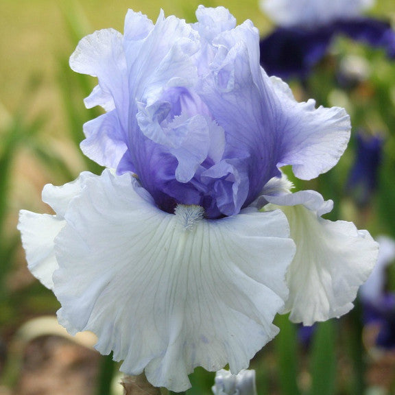 Wintry Sky - Tall Bearded Iris