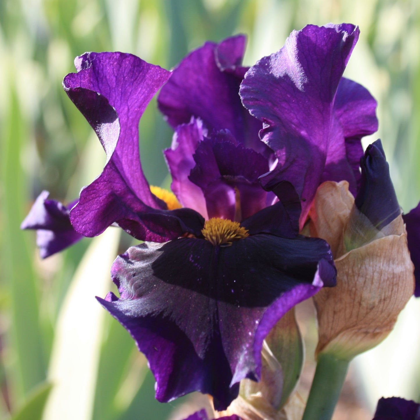 Witches Sabbath - Tall Bearded Iris