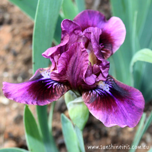 Zama - Dwarf Bearded Iris