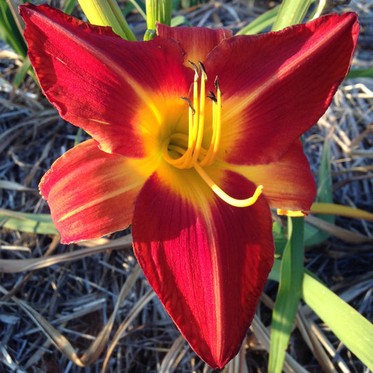 Zemboanga - Large Daylily