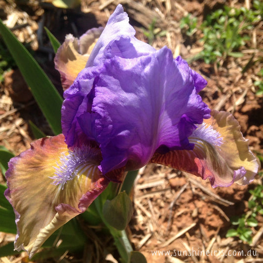 Zounds - Dwarf Bearded Iris