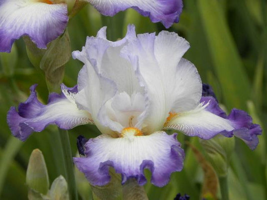 Conjuration - Tall Bearded Iris