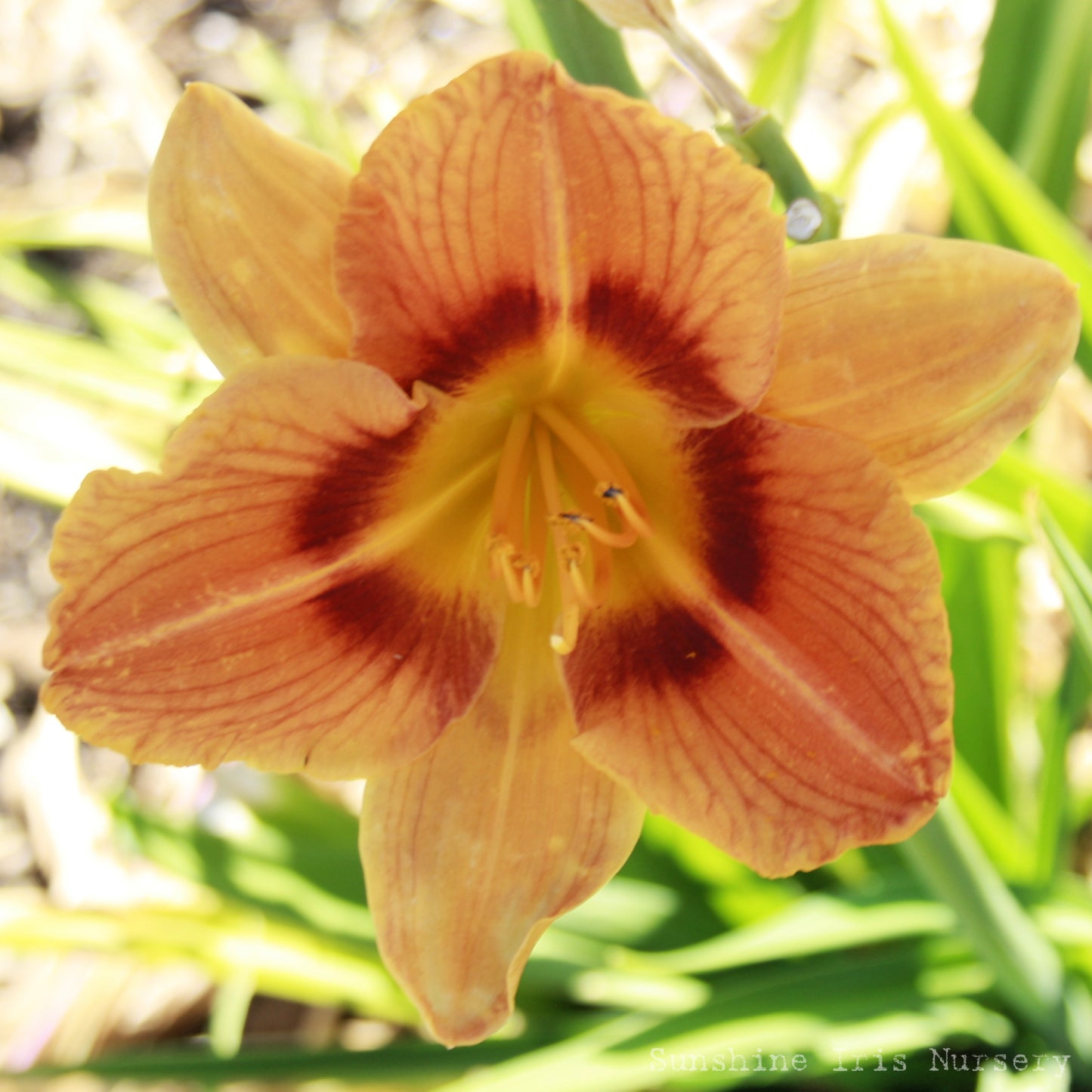 Gingerbread Man - Large Daylily