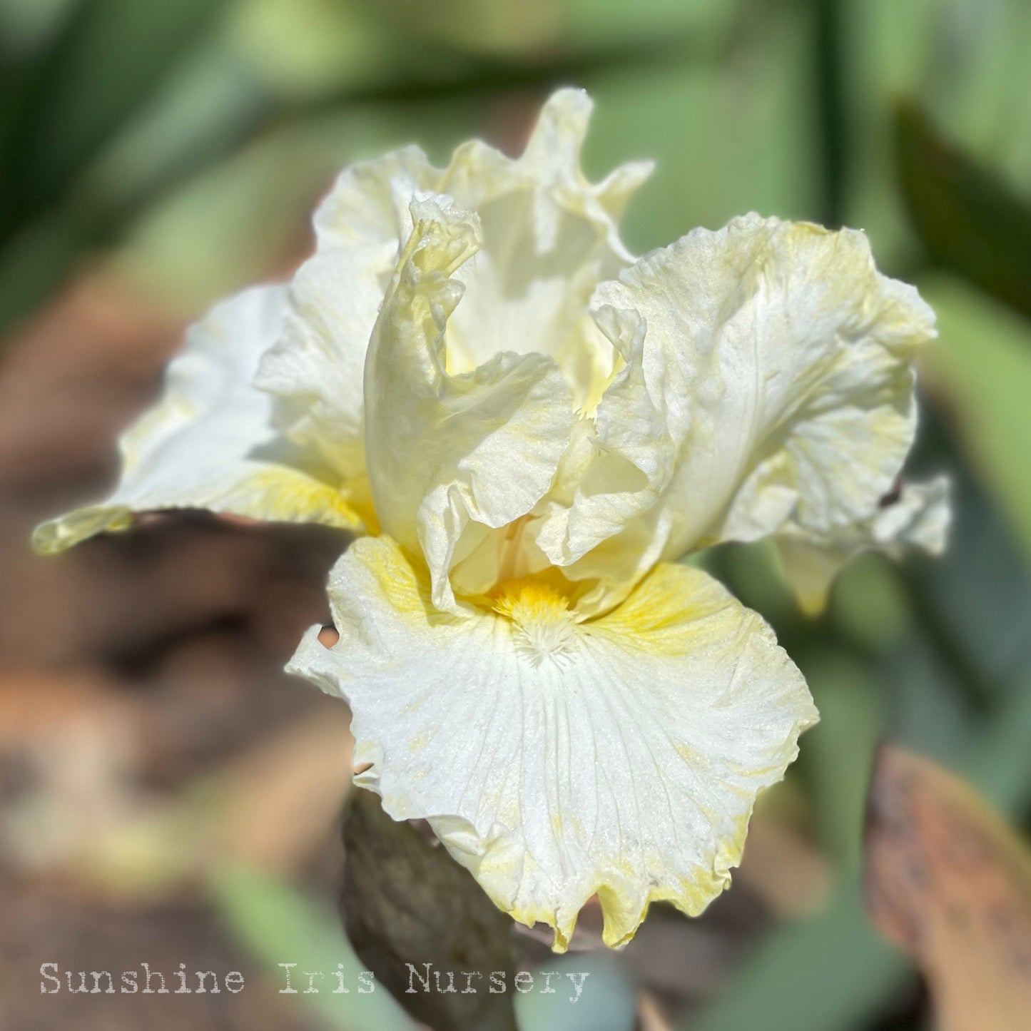 Lemon Mist - Tall Bearded Iris