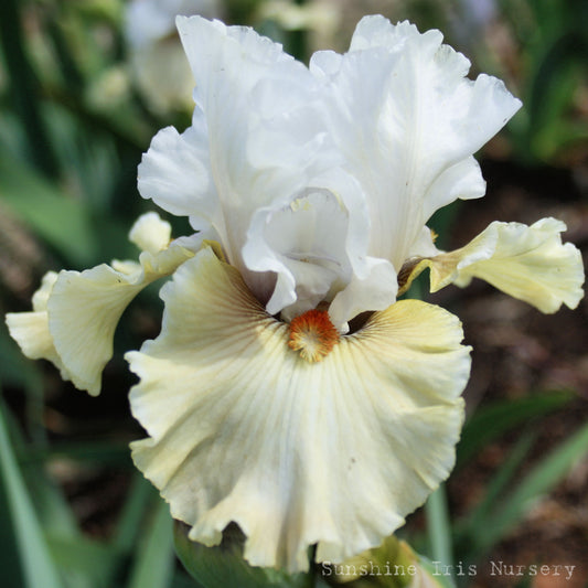 Lover's Lane - Tall Bearded Iris