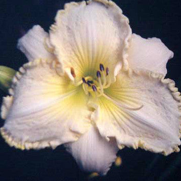 Mal - Large Daylily