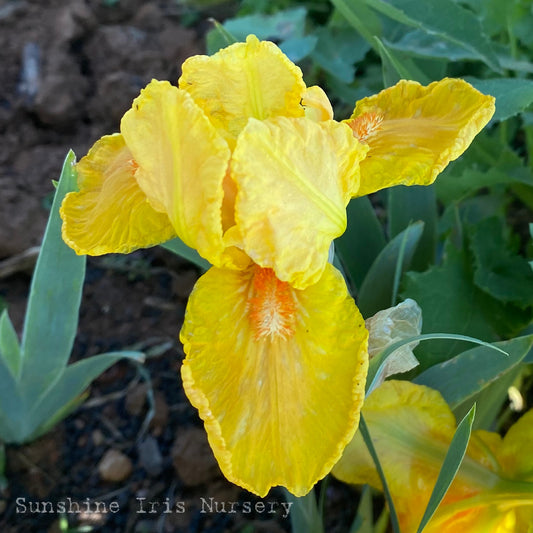 Posh - Median Bearded Iris