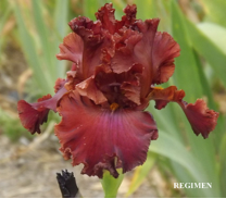 Regimen - Tall Bearded Iris