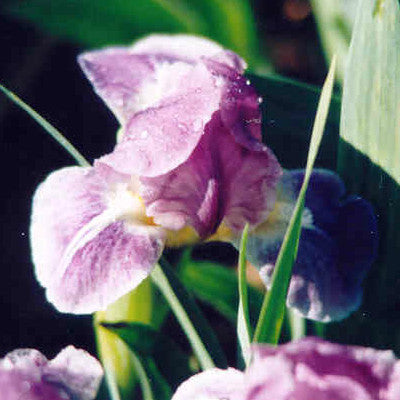 Rosy Lulu - Dwarf Bearded Iris