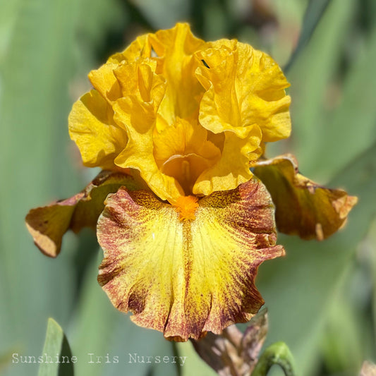 Shine - Tall Bearded Iris