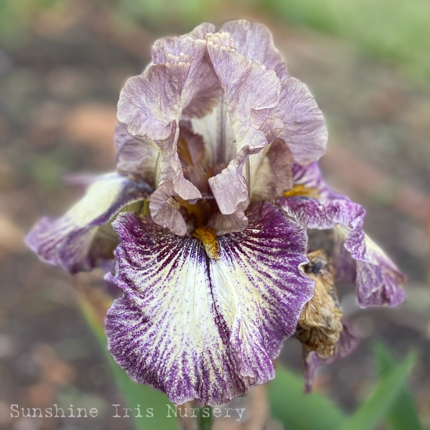 Under A Cloud - Tall Bearded Iris