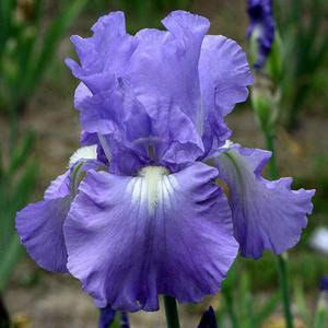 Victoria Falls - Tall Bearded Iris